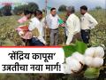 Cotton Crop : कापूस उत्पादक शेतकऱ्यांनी 'हे' लागवड तंत्रज्ञान वापरून पहाचं, जाणून घ्या सविस्तर  - Marathi News | Latest News Call for use of organic cotton cultivation technology by agriculture department | Latest agriculture News at Lokmat.com
