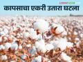 Cotton Production : यंदा कापसाचे उत्पादन 30 ते 35 टक्क्यांनी घटण्याची शक्यता, वाचा सविस्तर  - Marathi News | Latest News Cotton production is decrease by 30 to 35 percent 2024 year In jalgaon, read in detail  | Latest agriculture News at Lokmat.com