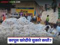 Kapus Kharedi : हमी दराने कापूस विकला… पण पैसे कुठे? वाचा सविस्तर - Marathi News | latest news Kapus Kharedi: Cotton sold at guaranteed price… but where is the money? Read in detail | Latest agriculture News at Lokmat.com