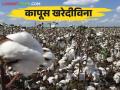 Cotton Market : खरेदी केंद्र सुरू केले नसल्याने भाव पडण्याची शेतऱ्यांना भीती - Marathi News | Cotton Market : CCI was not purchasing cotton | Latest agriculture News at Lokmat.com