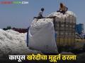 Kapus Kharedi : कापूस खरेदीचा मुहूर्त ठरला; एमएसपीवर कापूस विक्रीची संधी वाचा सविस्तर - Marathi News | latest news Kapus Kharedi: The time has come to buy cotton; Read the opportunity to sell cotton at MSP in detail | Latest agriculture News at Lokmat.com
