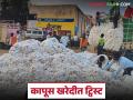 Kapus Kharedi : कापूस खरेदीत ट्विस्ट! शेतकऱ्यांची नोंदणी रद्द; वाचा नेमकं कारण काय - Marathi News | latest news Kapus Kharedi: Twist in cotton procurement! Farmers' registration cancelled; Read the real reason | Latest agriculture News at Lokmat.com