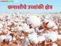 Cotton Farming : यंदा कापसाचाच जलवा; १२ लाखांहून अधिक बीटी पाकिटांची मागणी - Marathi News | latest news Cotton Farming: This year, cotton is the only crop; Demand for more than 1.2 million Bt packets | Latest agriculture News at Lokmat.com