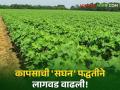 Cotton Cultivation : कापसाचे 30 टक्के उत्पादन वाढविणारी सघन पद्धत आहे तरी काय? वाचा सविस्तर  - Marathi News | Latest News Agriculture News Intensive cultivation of cotton increases yield by 30 percent | Latest agriculture News at Lokmat.com