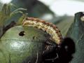 राज्यातील ९२५ गावांमध्ये कापसावर किडीचा प्रादुर्भाव - Marathi News | Larvae infection on cotton in 925 villages in the state | Latest nagpur News at Lokmat.com