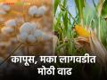 Kharif Cultivation यंदा कापूस, मका लागवडीत मोठी वाढ; भाव नसल्याने सोयाबीनकडे दुर्लक्ष - Marathi News | Kharif Cultivation Big increase in cotton, maize cultivation this year; Ignoring soybeans due to lack of price | Latest agriculture News at Lokmat.com
