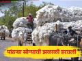 Cotton Market : विकायचा की साठवायचा? कापूस उत्पादकांपुढे मोठा पेच - Marathi News | latest news Cotton Market: Should you sell or store? A big dilemma for cotton growers | Latest agriculture News at Lokmat.com