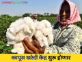 Cotton Market : राज्यातील कापूस खरेदी केंद्रे सुरू होणार 'या' दिवशी; महामंडळाची हायकोर्टात माहिती - Marathi News | Cotton Market: Cotton buying centers in the state will open on 'this' day; Corporation Inform in High Court | Latest agriculture News at Lokmat.com