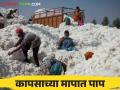 Cotton Market : काय सांगताय ! कापूस विक्रीत क्विंटलमागे शेतकऱ्यांना दीड ते दोन हजारांचा तोटा - Marathi News | Cotton Market : What are you saying ! Farmers lose one and a half to two thousand rupees per quintal in selling cotton | Latest agriculture News at Lokmat.com