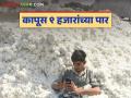 Cotton Market: कापूस बाजारात तेजी; MSPपेक्षा जास्त दर मिळूनही शेतकरी नाराज - Marathi News | latest news Cotton Market: Cotton market booms; Farmers unhappy despite getting higher prices than MSP | Latest agriculture News at Lokmat.com