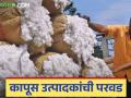 Kapus Kharedi : कापूस आता विक्री कुठे करायचा? शेतकऱ्यांसमोर प्रश्न वाचा सविस्तर - Marathi News | Kapus Kharedi: Where to sell cotton now? Read the questions before farmers in detail | Latest agriculture News at Lokmat.com