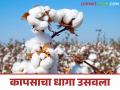 Cotton Market : लाखोंची गुंतवणूक करूनही पांढऱ्या सोन्याला काजळी - Marathi News | Cotton Market: Cotton's economic calculations went wrong somewhere | Latest agriculture News at Lokmat.com