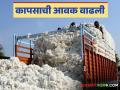 Cotton Market : मानवत बाजारात 'इतके' लाख क्विंटल कापूस खरेदी वाचा सविस्तर - Marathi News | Cotton Market: 'So many' lakh quintals of cotton purchased in Manavat market Read in detail | Latest agriculture News at Lokmat.com