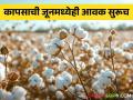 जूनमध्येही आवक; सेलूत पाच लाख क्विंटल कापसाची खरेदी! - Marathi News | Incoming also in June; Purchase of five lakh quintals of cotton in Salu! | Latest agriculture News at Lokmat.com