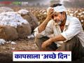 Cotton Market : कापूस दरात मोठी उसळी; मालामाल 'सीसीआय', शेतकरी मात्र हताश - Marathi News | latest news Cotton Market: Big jump in cotton prices; CCI is rich, but farmers are desperate | Latest agriculture News at Lokmat.com