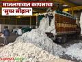 Cotton Market : कापसाने तोडले रेकॉर्ड; माजलगावात २६८ कोटींची उलाढाल! - Marathi News | latest news Cotton Market: Cotton breaks record; turnover of 268 crores in Majalgaon! | Latest agriculture News at Lokmat.com