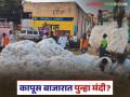 Cotton Market : कापूस बाजारात मोठा उलटफेर; तेजीला ब्रेक लागणार का? वाचा सविस्तर - Marathi News | latest news Cotton Market: Big reversal in the cotton market; Will there be a break in the uptrend? Read in detail | Latest agriculture News at Lokmat.com