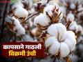 Cotton Market : कापसाने गाठली विक्रमी उंची; जाणून घ्या काय आहे कारण - Marathi News | latest news Cotton Market: Cotton has reached a record high; Know the reason | Latest agriculture News at Lokmat.com