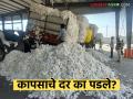 Cotton Market : टॅरिफ करारानंतर कापूस घसरला; बाजारात काय घडतंय? वाचा सविस्तर - Marathi News | latest news Cotton Market: Cotton fell after tariff agreement; What is happening in the market? Read in detail | Latest agriculture News at Lokmat.com