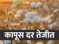 Cotton Market Rate शेतकऱ्यांजवळील कापूस संपल्यावर वाढला बाजार भाव; वाचा काय मिळतोय दर - Marathi News | Cotton Market Rate Increase in market price when farmers run out of cotton; Read what rates are available | Latest agriculture News at Lokmat.com