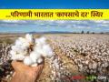 Cotton Market : यंदा २२ लाख कापसाच्या गाठींची विदेशातून भारतात होतोय आयात - Marathi News | Cotton Market: This year, 22 lakh bales of cotton are being imported into India from abroad | Latest agriculture News at Lokmat.com