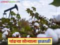 Cotton Market Update : पांढऱ्या सोन्याला मिळाली झळाळी; 'या' बाजारात मिळाला उच्चांकी दर वाचा सविस्तर - Marathi News | Cotton Market Update: Cotton Crop get Highest price achieved in 'this' market Read in detail | Latest agriculture News at Lokmat.com