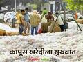 Kapus Kharedi : कापूस खरेदी हंगामाचा शुभारंभ; 'या' केंद्रांवर मिळणार हमीभाव वाचा सविस्तर - Marathi News | latest news Kapus Kharedi: Cotton procurement season begins; Guaranteed price will be available at 'these' centers | Latest agriculture News at Lokmat.com