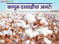 Cotton Market Update : कापसाचे दर ७,६०० रुपयांवर; सरकी-डॉलर वाढीचा थेट परिणाम - Marathi News | latest news Cotton Market Update: Cotton prices at Rs 7,600; Direct impact of dollar appreciation | Latest agriculture News at Lokmat.com