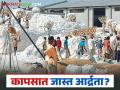 Cotton Market Update : हमीदरावर कापूस खरेदी आजपासून, पण 'आर्द्रते'चा बसेल का फटका? वाचा सविस्तर - Marathi News | latest news Cotton Market Update: Cotton purchase at guaranteed price from today, but will it be affected by 'humidity'? Read in detail | Latest agriculture News at Lokmat.com