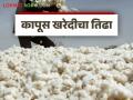 Cotton Market: 'या' केंद्रातील कापूस खरेदी अखेर बंद; काय आहे कारण ते वाचा सविस्तर - Marathi News | Cotton Market: latest news Cotton procurement at 'this' center finally closed; Read the reason in detail | Latest agriculture News at Lokmat.com