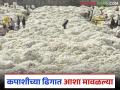 Cotton Market: कपाशीच्या ढिगात आशा मावळल्या; घरात साठवलेला कापूस ठरतोय डोकेदुखी वाचा सविस्तर - Marathi News | Cotton Market: latest news Hopes in the cotton pile have faded; Cotton stored at home is becoming a headache Read in detail | Latest agriculture News at Lokmat.com