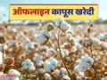 Cotton Market Update :.....तर कापूस वापस करणार; काय आहे कारण जाणून घ्या सविस्तर - Marathi News | Cotton Market Update: Latest news.....Of cotton will be returned; What is the reason, know in detail | Latest agriculture News at Lokmat.com
