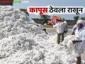 Cotton Market : दरवाढीच्या प्रतीक्षेत निम्मा कापूस अजूनही शेतकऱ्यांच्या घरात - Marathi News | Cotton Market: Half of the cotton is still in farmers' homes awaiting price hike | Latest agriculture News at Lokmat.com