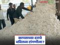 Cotton Market : कापसाच्या दरांचे भवितव्य टांगणीला; काय आहे कारण वाचा सविस्तर - Marathi News | latest news Cotton Market: The future of cotton prices is hanging in the balance; Read the reason in detail | Latest agriculture News at Lokmat.com