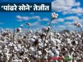Cotton Market : कापूस तेजीत, तरी शेतकरी का हवालदिल? कारणे वाचा सविस्तर - Marathi News | latest news Cotton Market: Cotton is on the rise, but why are farmers worried? Read the reasons in detail | Latest agriculture News at Lokmat.com