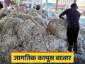 Cotton Market : कापूस आयात शुल्क हटविण्याच्या मागणीने अस्थिरतेचे सावट - Marathi News | Cotton Market : Demand to remove cotton import duty threatens instability | Latest agriculture News at Lokmat.com