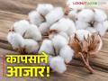 Cotton Market : कापसाची थप्पी पडतेय महागात; होत आहेत त्वचेचे आजार वाचा सविस्तर - Marathi News | Cotton Market : Storing cotton at home has increased skin diseases! | Latest agriculture News at Lokmat.com