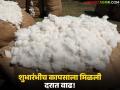 Kapus Kharedi : दसऱ्याच्या मुहूर्तावर कापूस खरेदीला सुरुवात; शुभारंभीच दरात वाढ वाचा सविस्तर - Marathi News | latest news Kapus Kharedi: Cotton procurement begins on the occasion of Dussehra; Price hike at the very beginning Read in detail | Latest agriculture News at Lokmat.com