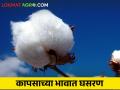 कापसाचे दर हमी भावापेक्षाही चारशे रुपयांनी खाली - Marathi News | The price of cotton is Rs 400 below the MSP price | Latest agriculture News at Lokmat.com