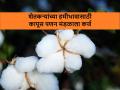कर्ज काढून दिले जाणार कापूस शेतकऱ्यांचे हमीभावाचे चुकारे - Marathi News | way to cotton msp price for farmers is clear after new GR | Latest agriculture News at Lokmat.com