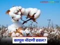 Kapus Kharedi : कापूस खरेदीसाठी अर्जांची छाननी; ५ हजार शेतकरी 'त्रुटी'त अडकले - Marathi News | latest news Kapus Kharedi: Scrutiny of applications for cotton purchase; 5 thousand farmers caught in 'error' | Latest agriculture News at Lokmat.com