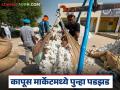 भाववाढीला ब्रेक, 'या' कारणामुळे कापसाचे दर पुन्हा 200 ते 300 रुपयांनी घसरले, वाचा सविस्तर - Marathi News | Latest news cotton prices again fell by Rs 200 to 300 rupees in jalgoan district see main reason | Latest agriculture News at Lokmat.com