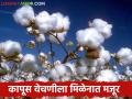 Cotton Picking : कापूस वेचणीला प्रारंभ; मजुरांसाठी करावी लागते पायपीट - Marathi News | Cotton Picking : The labourers not getting for cotton picking | Latest agriculture News at Lokmat.com