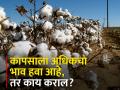 कापसाची वेचणी व प्रतवारी कशी करावी? - Marathi News | How to picking and grading of cotton? | Latest agriculture News at Lokmat.com