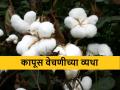 Cotton: रिक्षाची सोय करा..., तरच कापूस वेचायला येऊ - Marathi News | Cotton picking rate at Rs 11, due to labour shortage issue in Marathwada region | Latest agriculture News at Lokmat.com
