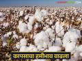 Cotton Market : कापसाचा हमीभाव वाढला; शेतकऱ्यांचा शासकीय खरेदीकडे कल वाचा सविस्तर - Marathi News | latest news Cotton Market: Guaranteed price of cotton increased; Farmers' inclination towards government procurement Read in detail | Latest agriculture News at Lokmat.com