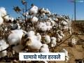 Cotton Market : घामाचे मोल हरले; कापसाच्या दरांनी शेतकऱ्यांची बाजू मोडली वाचा सविस्तर - Marathi News | latest news Cotton Market: Sweat lost its value; Cotton prices broke the farmers' side. Read in detail | Latest agriculture News at Lokmat.com