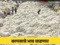Cotton Market Update : गुड न्युज ! सरकीचे दर वाढले; कापसाचे भाव वाढणार का? वाचा सविस्तर - Marathi News | Cotton Market Update: Good News! Slip rates increased; Will cotton prices rise? Read in detail | Latest agriculture News at Lokmat.com