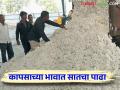 Cotton market : कापसाचा दर १२ वर्षांपासून इतक्या हजारांवरच स्थिरावले...! - Marathi News | Cotton market : Cotton Market price not changed in last 12 years | Latest agriculture News at Lokmat.com