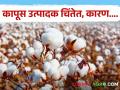 ना निर्यात, ना जिनिंग अन् बाजारभावातही वाढ नाही, कापूस उत्पादक चिंतेत, कारण....  - Marathi News | Latest News Export of cotton stopped, purchase by market stopped also price increase down | Latest agriculture News at Lokmat.com